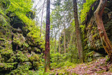 Magical enchanted fairytale forest with fern, moss, lichen and sandstone rocks at the hiking trail Devil chamber in the national park Saxon Switzerland near Dresden, Saxony, Germany.