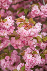Fragment of fragrant cherry blossoms in early spring.