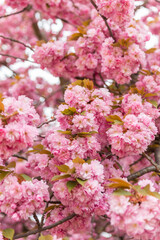 Fragment of fragrant cherry blossoms in early spring.