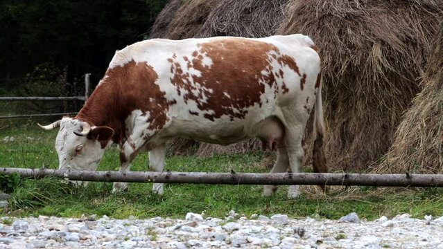 Cow grazes grass near the haystack