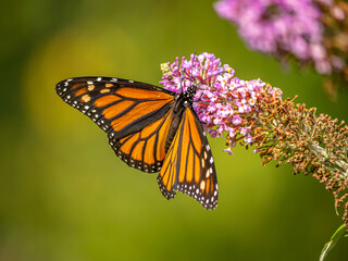Monarch butterfly,Danaus plexippus