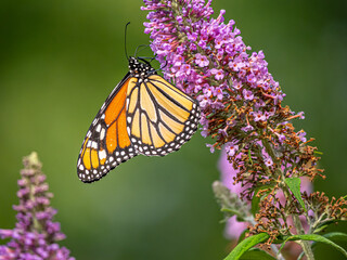Monarch butterfly,Danaus plexippus