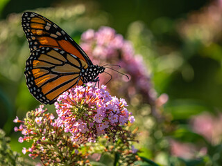 Fototapeta na wymiar Monarch butterfly,Danaus plexippus