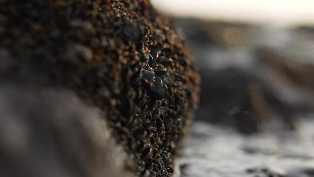 Wave crashes agaisn't rocks covered with barnacles. beach,shore. 