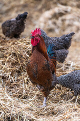 Hahn auf einem Misthaufen