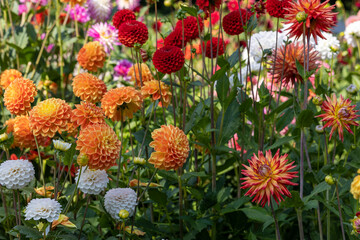 Big variety of different sorts of dahlia's in the dutch colourful summer garden