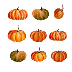 set of pumpkins. Watercolor pumpkin. Pumpkin illustration.
