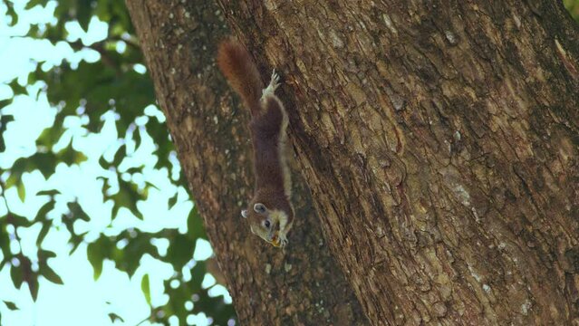 Squirrel eatting feed on a tree. Variable squirrel in overhanging action eatting banana on a tree. Pubic park in Thailand.