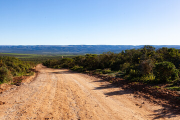 Fototapeta na wymiar A dirt road which leads through the Addo elephant park, South Africa.