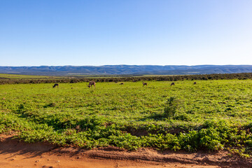 A herd of Kudu in a field, Addo elephant park, South Africa.
