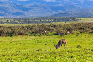 A herd of Kudu in a field, Addo elephant park, South Africa.