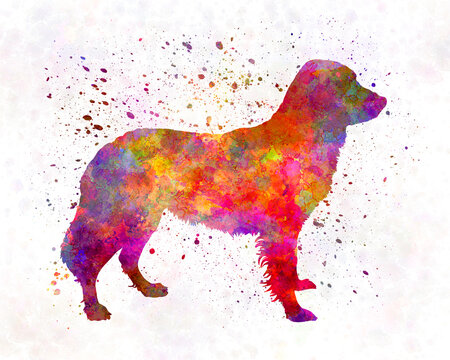 Frisian Pointer in watercolor