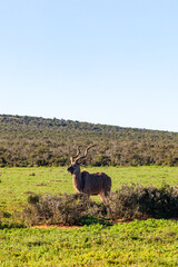 A large male Kudu, Addo elephant park, South Africa.