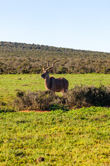 A large male Kudu, Addo elephant park, South Africa.