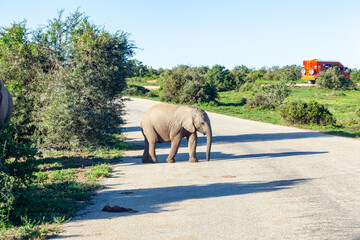 A young elephant crosses the road in Addo elephant park, South Africa.