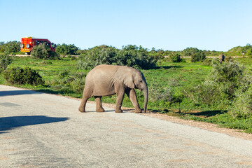 A young elephant crosses the road in Addo elephant park, South Africa.