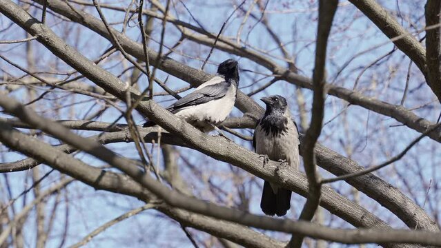 two crows sit on branches without leaves against a background of blue net nenba