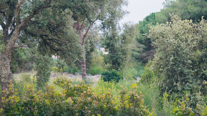 Mediterranean forest. Spring. green nature.