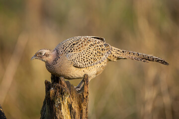 Female common pheasant, phasianus colchicus, hen perched on a wooden post isolated from background