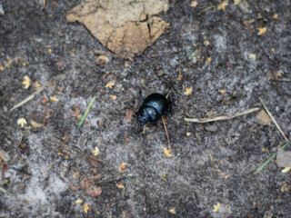 Black beetle on the ground. Selective focus