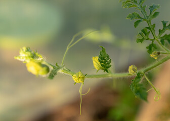 watermelon green leaves and flowers, summer time in the garden, watermelon plant