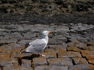 Herring gull walks on a dike in search of fresh water and food