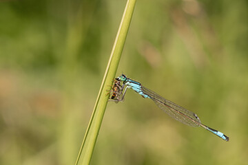 The blue-tailed damselfly (Ischnura elegans) holding on to blades of grass and eating its prey.