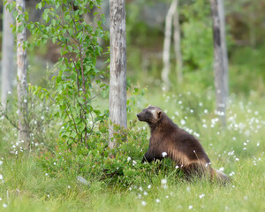 Wolverine (Gulo gulo) walking on the bog in Finland