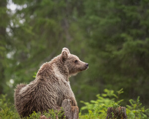 Brown bear (Ursus arctos) is sitting on a boreal forest in Finland on a rainy day