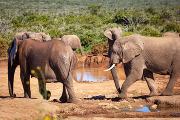 Elephants surround a watering hole in Addo elephant park, South Africa.
