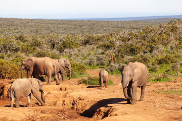 A herd of elephants refreshing themselves at a watering hole in Addo elephant park, South Africa.