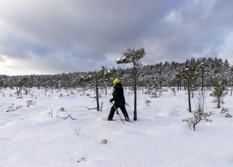 winter landscape from the swamp, a man in a bright yellow hat wanders through the snow with snowshoes, snowy pine in the background, a wonderful winter day in the swamp, Madiesenu swamp, Dikli, Latvia