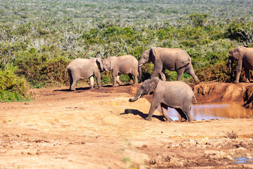 A herd of elephants refreshing themselves at a watering hole in Addo elephant park, South Africa.