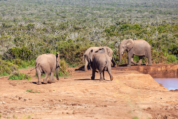 A herd of elephants refreshing themselves at a watering hole in Addo elephant park, South Africa.