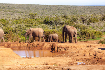 A herd of elephants refreshing themselves at a watering hole in Addo elephant park, South Africa.