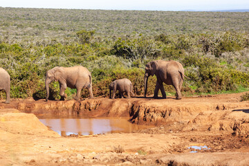 A herd of elephants refreshing themselves at a watering hole in Addo elephant park, South Africa.