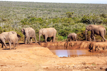 A herd of elephants refreshing themselves at a watering hole in Addo elephant park, South Africa.