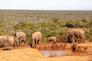 A herd of elephants refreshing themselves at a watering hole in Addo elephant park, South Africa.