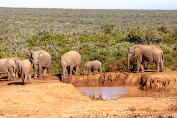 A herd of elephants refreshing themselves at a watering hole in Addo elephant park, South Africa.