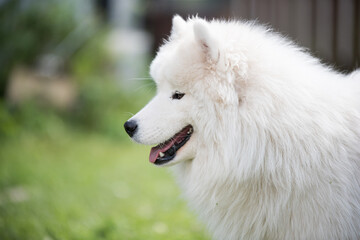 White Samoyed puppy sits on the green grass. Dog in nature, a walk in the park