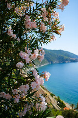 Nerium oleander flower plant tree with pink color flowers against blue sky background....