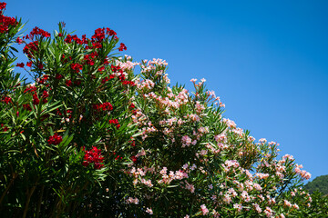 Nerium oleander flower plant tree with pink and red color flowers against blue sky background.
