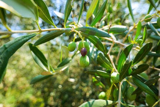 Close up view of the green olives from  an olive tree at the coast of Mediterranean Sea. Olives in eco environment.
