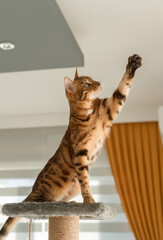 The cat sits on top of the scratching post and pulls its paw up.