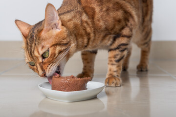 Bengal cat eats its food in the form of pate. - obrazy, fototapety, plakaty