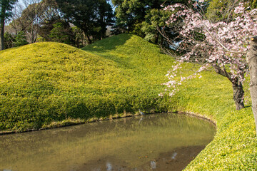 Views with pond and blossoming Japanese trees in the Koishikawa Korakuen urban park in the Koishikawa neighborhood of Bunkyo, Tokyo, Japan