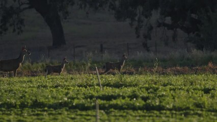 Two Fawn and one Doe alert in green farming field