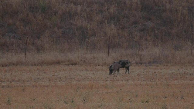 Lone boar grazing in oat hay field