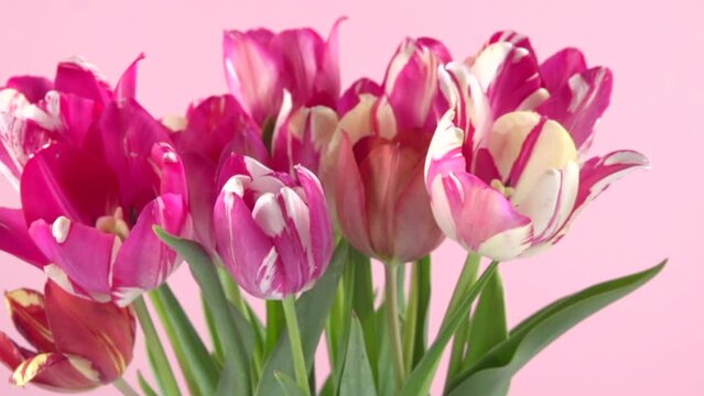 Tulips. Timelapse of bright pink striped colorful tulips flower blooming on pink background. Time lapse of red tulip bunch of spring flowers opening, close-up. Holiday bouquet 
