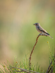 Spotted flycatcher The spotted flycatcher (Muscicapa striata) perching on a dead branch